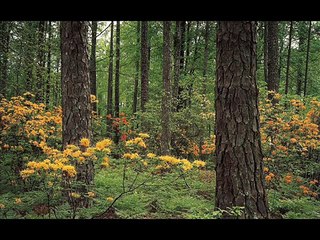 Ab Ke Baras Bhej Bhayya Ko Baabul