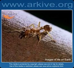 Australian ant (Nothomyrmecia macrops)