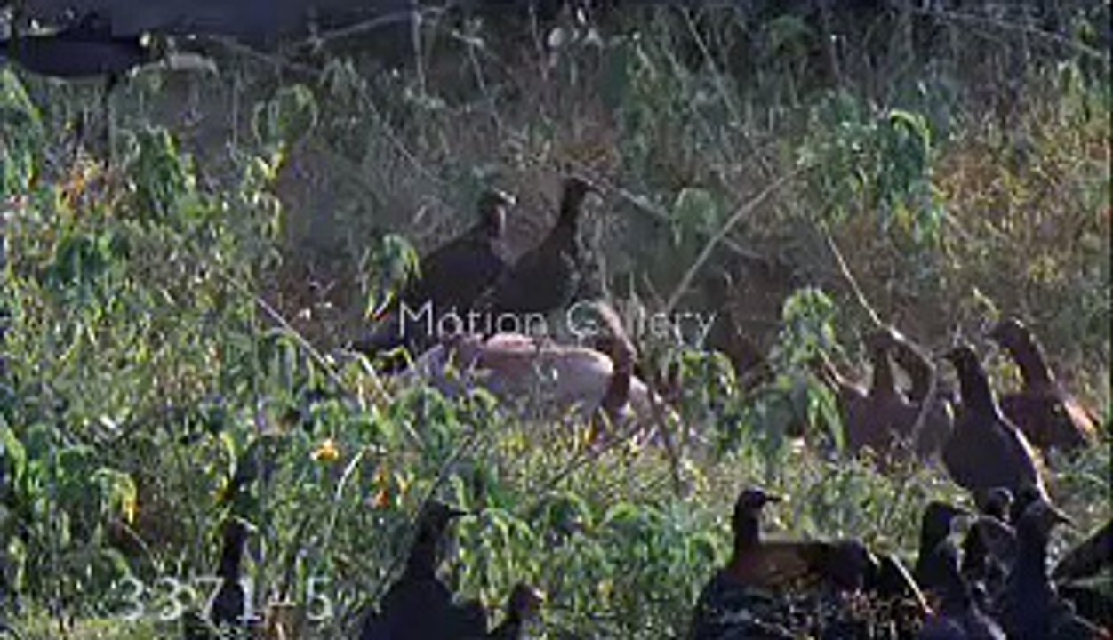 Female Jaguar running off vultures.