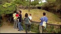 Canguros bebe en el zoologico de mexico