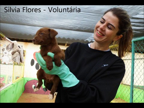 Abandono e Maus Tratos de Animais Domésticos