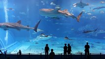 Le 2ème plus grand aquarium du monde - Kuroshio Sea - Okinawa Churaumi Aquarium