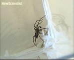 Male spiders play dead when they want to get laid