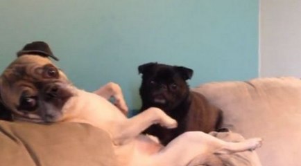 Pugs Get Caught Getting Nasty And Don't Care Who Is Watching