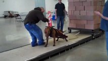 Utah Working Dogs pull over 5000 pounds!