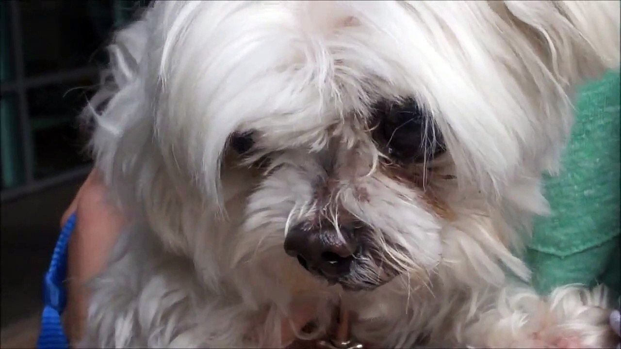 Blind Max needs eye surgery to relieve his glaucoma.