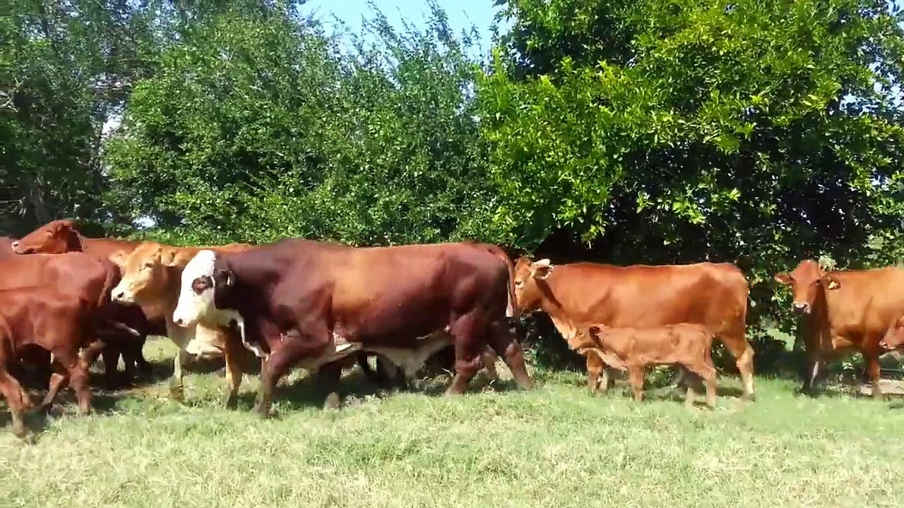 beefmaster pie de Cria HD
