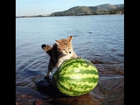 Funny_ Pics With Cats, Kitty Picture Gallery, Funny Cat Pictures