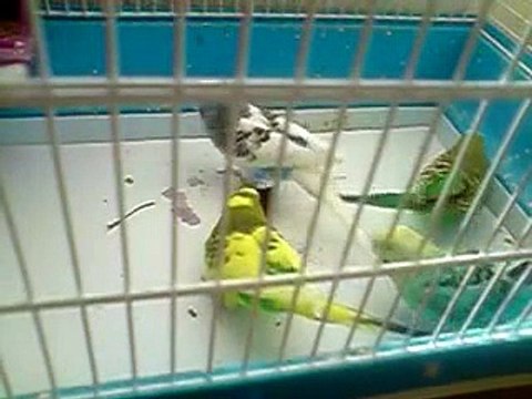 LG KU990 Viewty - My parrots - slow motion