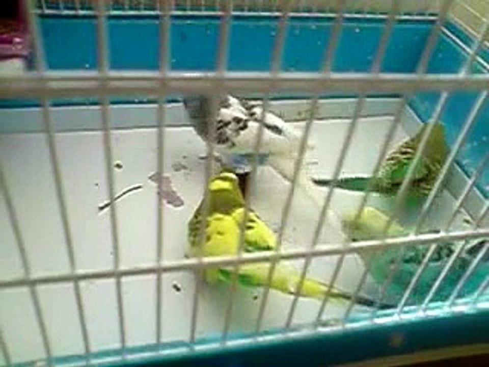 LG KU990 Viewty - My parrots - slow motion