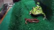 蝴蝶角蛙吃蚯蚓2 / Fantasy Frog eats earthworms