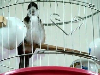 Chào mào má trắng hay - Mr.Nam