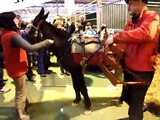 SALON AGRICULTURE PARIS 2011 #56 (Ane Mule Donkey)