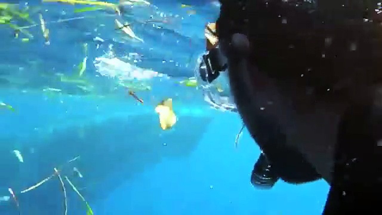 Swimming with Humpback Whales in Vava'u, Kingdom of Tonga 2011