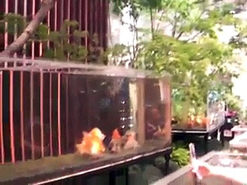 大日本國・弥富金魚in高島屋・名古屋  Japan , Yatomi goldfish in Takashimaya, Nagoya