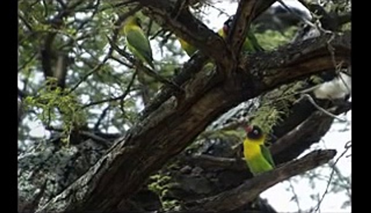 Tanzania - Tarangire