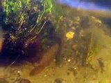 Sea lampreys spawning in danish stream