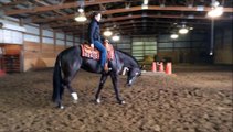 ***SOLD*** A Certain Intuition 2009 black mare by Certain Potential