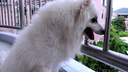 My dogs, Ding Ding & MiMi, for Nikon D5000 video testing