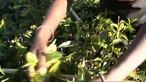 UNICEF-supported programme tackles malnutrition on tea estates in Sri Lanka
