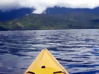 Kayaking with Orcas , Queen Charlotte Sound, New Zealand