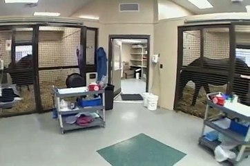 Equine Neonatal Medicine