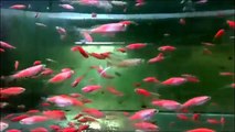Ortadoğu Akvaryum Tropikal Balık Üretim Merkezi (tropical fish)