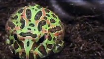 Ornate Pacman Frog Update & feeding