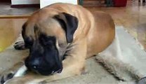 Sabie (South African Boerboel)