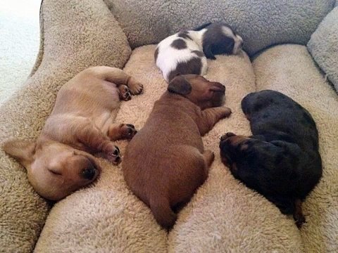 Funny Pets Videos _ Dogs, Cats, Birds[1]