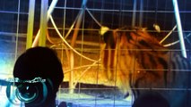 No a los Circos con Animales! MallorcaSolidariTV Reportaje de Sensibilización HD