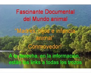 Documental. Osos polares Homenaje a las madres del mundo animal 2/17