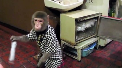 Обезьяна-официант обслуживает клиентов в японском ресторане