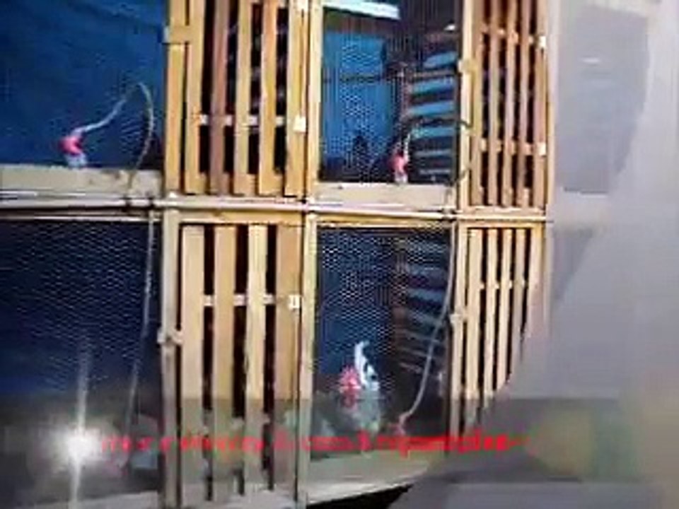 garnize nagazaki alagoa mg (aves atuais)