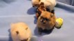 Tiny Pom Puppies Play Available for Adoption!  Mandy Jo's Poms Kandi's litter