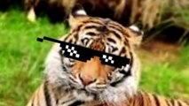 Far Cry 4 Funny Moments-Tiger Feeder- Daquans New Mixtape! (Far Cry 4)