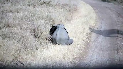 Baby elephant throwing a tantrum