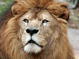 Momentos do Rancho - Rugido do Leão Barto