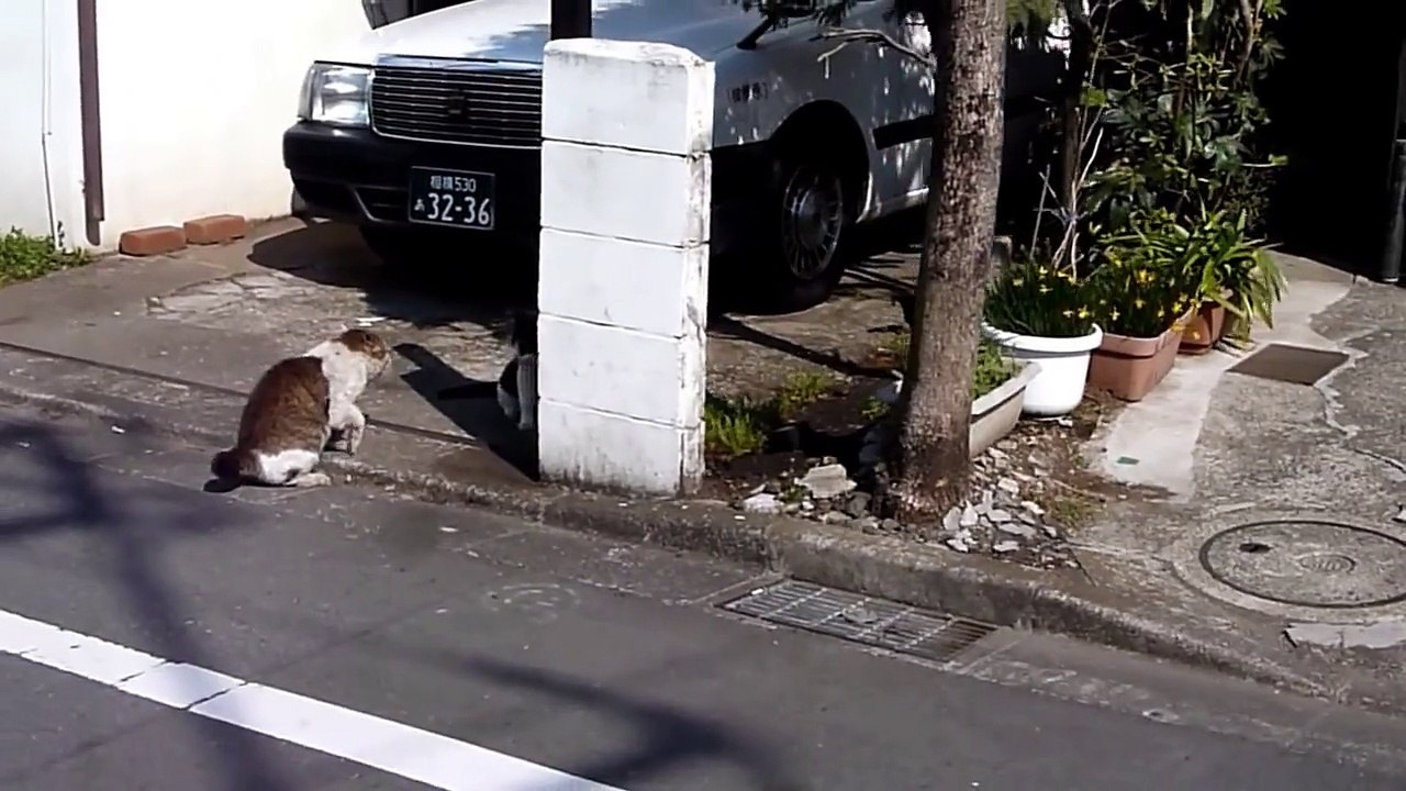 ノラネコの死闘