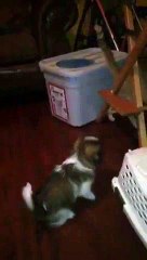 Un chien enferme un chat dans sa cage