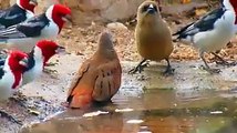 Beautiful Birds Drinking Water