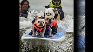 Funny Surfing Dogs -- On The Wave