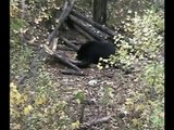 400 Pound Black Bear Hunting with Burnt Lake Outfitters Alberta Canada