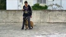 Dressage chien tunisie obéissance FLAYER Malinois