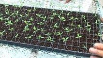Cultivando Saberes #12 Cultivos Hidropónicos 2da Temporada