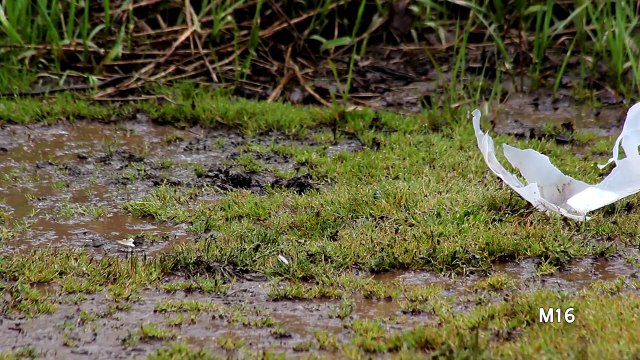 AK47 vs M16 - Disaster Contingency Specialists