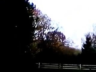 Bird (Starlings) Migration Mentor Ohio