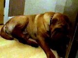 DOG FEVER Shar Pei Fever Hereditary Inflammatory Disorder ... FSF