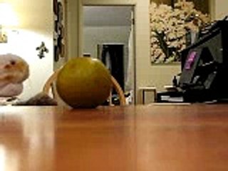 The Biggest Asian Pear Around