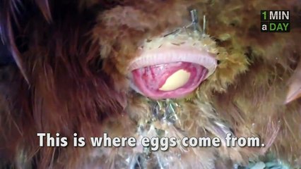 How Eggs Are Laid (Close Up)   1MINaDAY